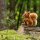 Eichhörnchen 14cm