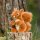 Eichhörnchen 14cm