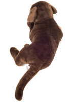 Labrador schokobraun