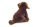 Labrador sitzend dunkelbraun