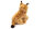 Luchs