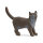 Britische Kurzhaar Katze