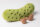 Amuseables Pickle