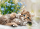 Puzzle Süßes Kätzchen (500 Teile)